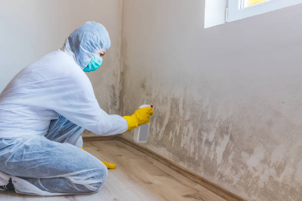 Licensed Black Mold Remediation service in Pennsauken, NJ - Car Mold Remediation